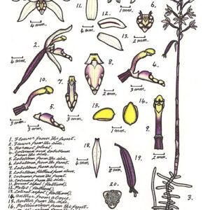 Zeldzame Aphyllorchis queenslandica orchidee met groene bladeren en witte bloemen.