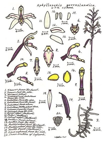 Zeldzame Aphyllorchis queenslandica orchidee met groene bladeren en witte bloemen.