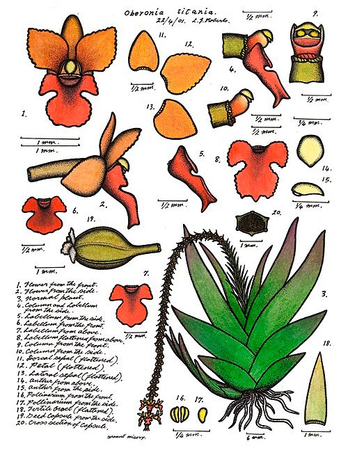 Kleine paarse bloemen van de Oberonia titania orchidee.