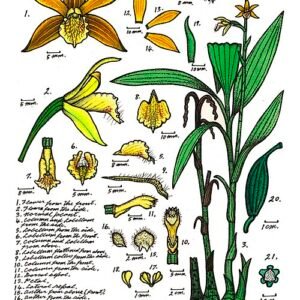 Phaius robertsii orchidee bloem op donkere achtergrond.