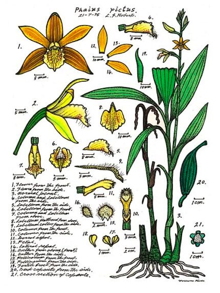 Phaius robertsii orchidee bloem op donkere achtergrond.