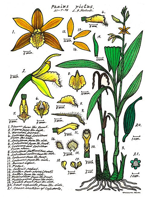 Phaius robertsii orchidee bloem op donkere achtergrond.