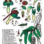 Robiquetia wassellii orchidee met groene bloem en gele lip, boomtak.