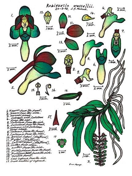 Robiquetia wassellii orchidee met groene bloem en gele lip, boomtak.