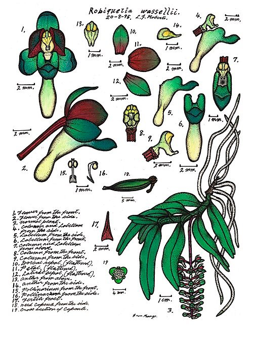 Robiquetia wassellii orchidee met groene bloem en gele lip, boomtak.