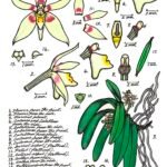 Tuberolabium stellatum orchidee met witte bloemen en groene bladeren.