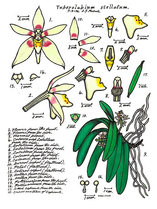 Tuberolabium stellatum orchidee met witte bloemen en groene bladeren.