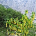 Laburnum alpinum bloemen in de Dolina Vrata-vallei.