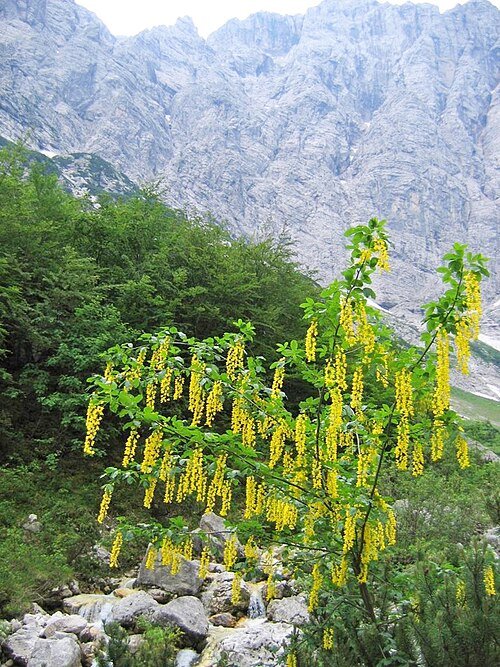 Laburnum alpinum bloemen in de Dolina Vrata-vallei.