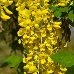 Bloeiende Laburnum boom met gele bloemen op kleigrond.
