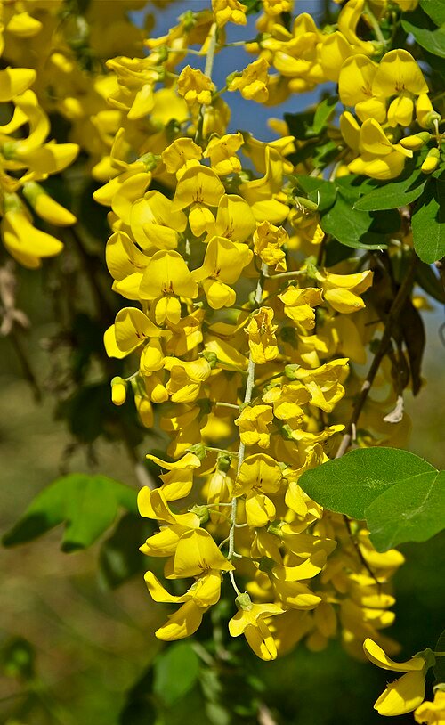 Bloeiende Laburnum boom met gele bloemen op kleigrond.