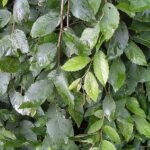 Lace Parasol Ulmus alata foliage with intricate lace-like pattern and vibrant green color.