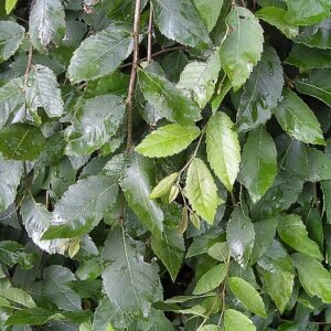Lace Parasol Ulmus alata foliage with intricate lace-like pattern and vibrant green color.