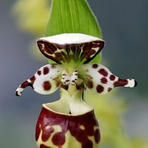 Zeldzame Cypripedium yatabeanum orchidee met gele en witte bloemen in bloei.