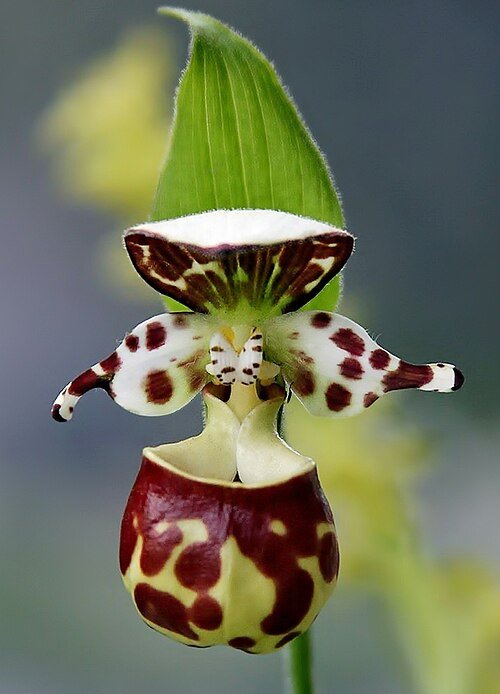 Zeldzame Cypripedium yatabeanum orchidee met gele en witte bloemen in bloei.