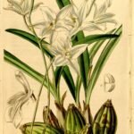 Laelia albida orchidee bloem op botanische illustratie uit 1842.