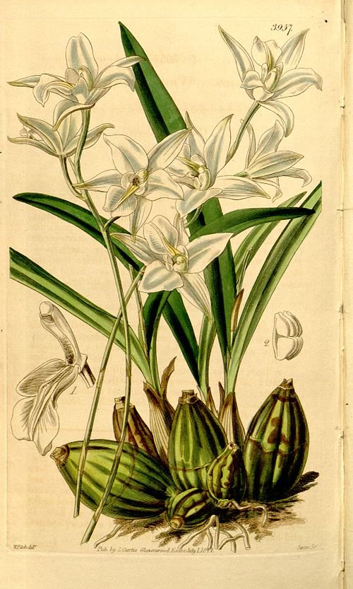 Laelia albida orchidee bloem op botanische illustratie uit 1842.