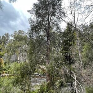 Lagarostrobos franklinii boom met kleigrond en schaduwstandplaats.