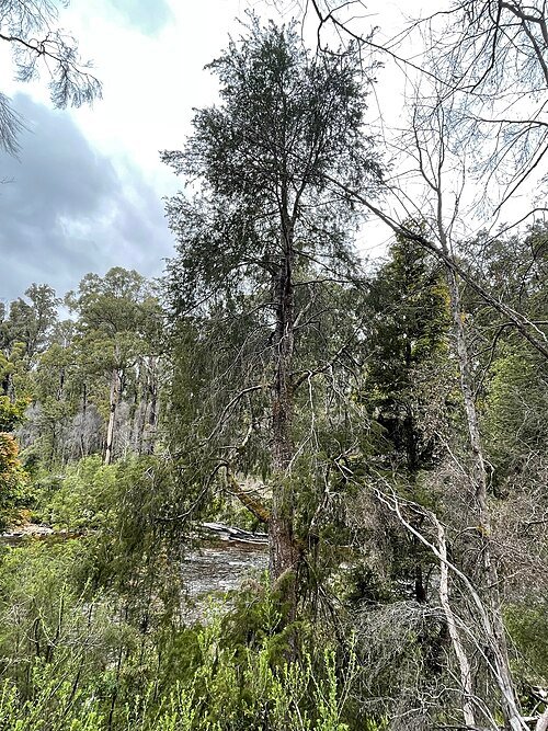 Lagarostrobos franklinii boom met kleigrond en schaduwstandplaats.