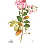 Lila Lagerstroemia indica bloemen op groene bladeren achtergrond.