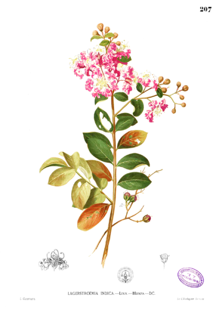 Lila Lagerstroemia indica bloemen op groene bladeren achtergrond.