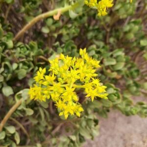 Sedum dendroideum plant in bright sunlight.
