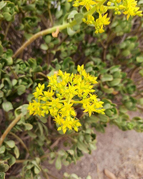 Sedum dendroideum plant in bright sunlight.