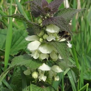 Witte dovenetel bloem in close-up weergave.