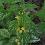 Gele dovenetel bloem in halfschaduw.