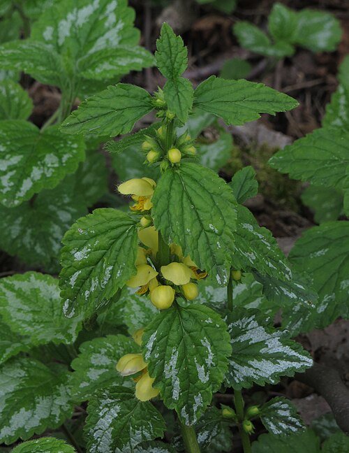 Gele dovenetel bloem in halfschaduw.