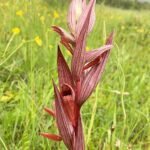 Zeldzame lange tongorchidee bloem in volle bloei.