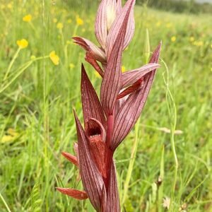 Zeldzame lange tongorchidee bloem in volle bloei.