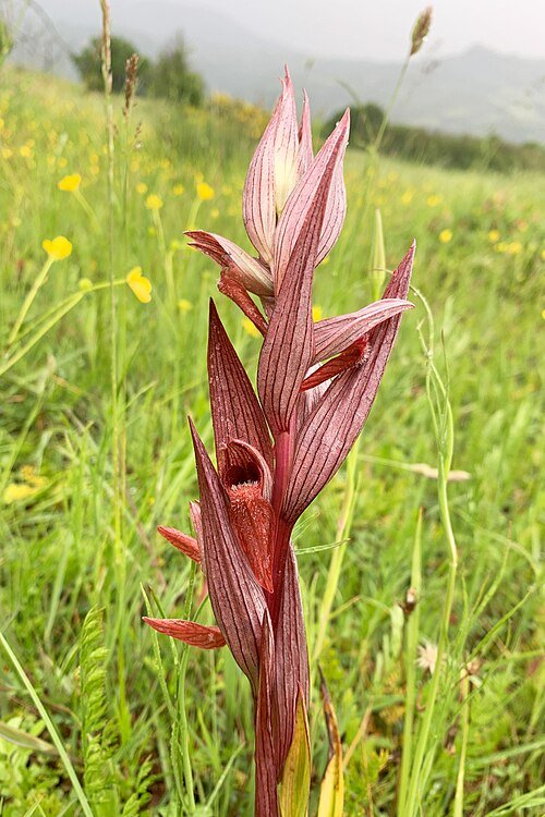 Zeldzame lange tongorchidee bloem in volle bloei.