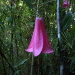 Lapageria rosea bloem op groene bladachtergrond.