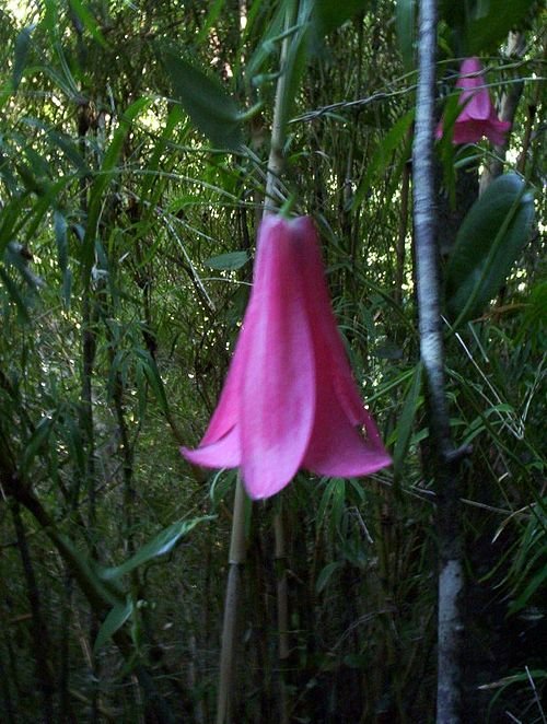 Lapageria rosea bloem op groene bladachtergrond.