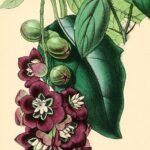 Donkerpaarse Lardizabala-bessen op groen bladerige achtergrond.
