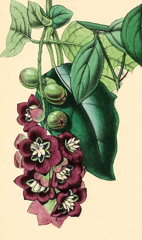 Donkerpaarse Lardizabala-bessen op groen bladerige achtergrond.