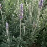 Lavendel Dentata plant met paarse bloemen en grijsgroen blad.
