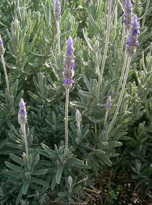 Lavendel Dentata plant met paarse bloemen en grijsgroen blad.
