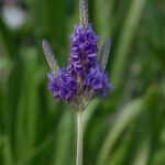 Delicate paarse bloemen van Lavandula multifida met fijne vertakkingen.