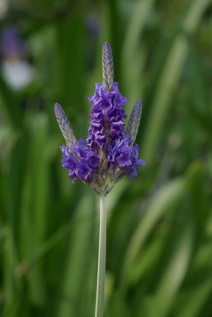 Delicate paarse bloemen van Lavandula multifida met fijne vertakkingen.