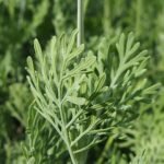 Lavandula pinnata plant met paarse bloemen en smalle bladeren.