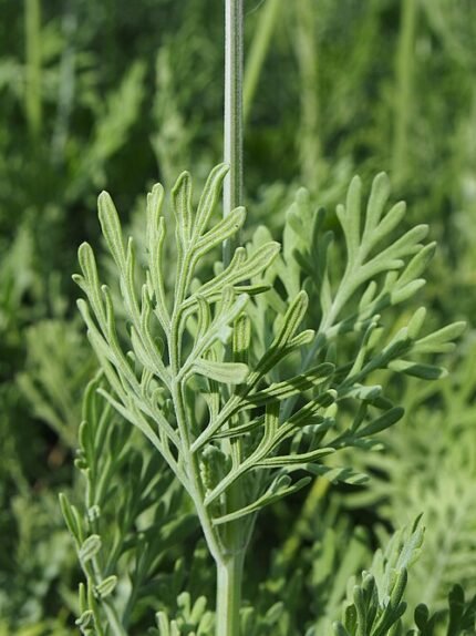Lavandula pinnata plant met paarse bloemen en smalle bladeren.