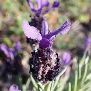 Franse lavendelplant met paarse bloemaren en grijs-groen blad in zonnige standplaats.