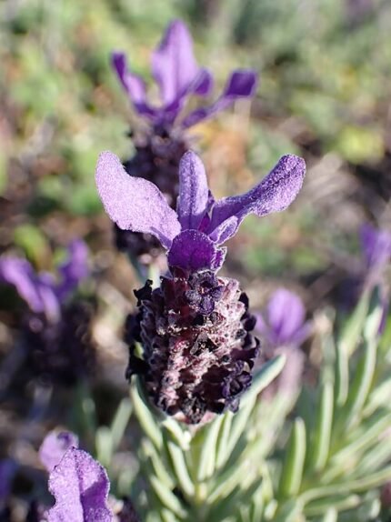 Franse lavendelplant met paarse bloemaren en grijs-groen blad in zonnige standplaats.