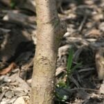 Lecythis minor bloem in close-up, paars en wit.