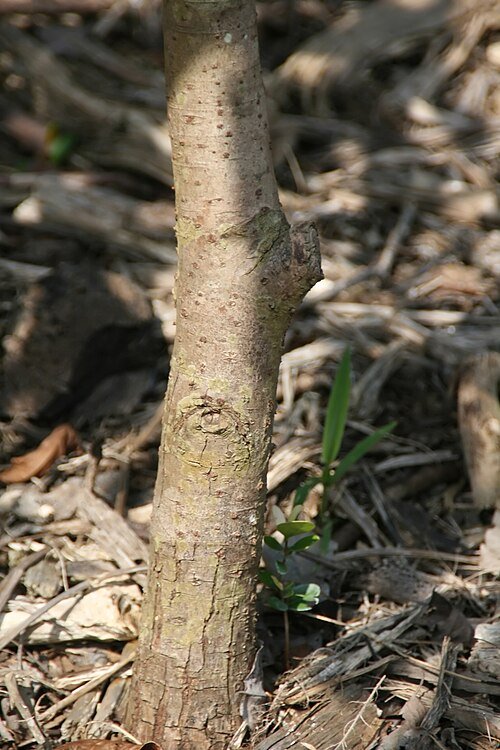 Lecythis minor bloem in close-up, paars en wit.