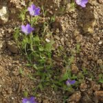 Bloeiende blauwe Legousia pentagonia plant met vijf bloemblaadjes op groene stengel.