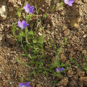 Bloeiende blauwe Legousia pentagonia plant met vijf bloemblaadjes op groene stengel.