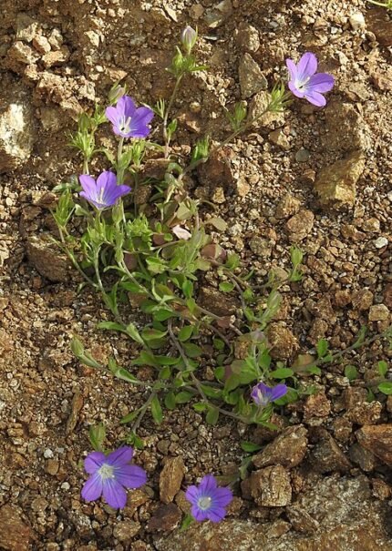 Bloeiende blauwe Legousia pentagonia plant met vijf bloemblaadjes op groene stengel.